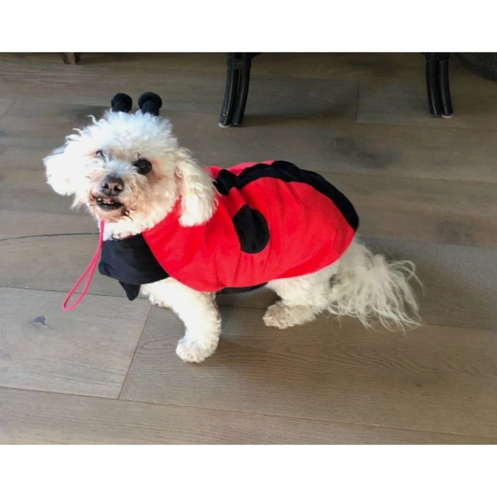 Target Ladybug Dog Costume Size Large 18 inch Halloween 2 Piece Lady Bug Red‎